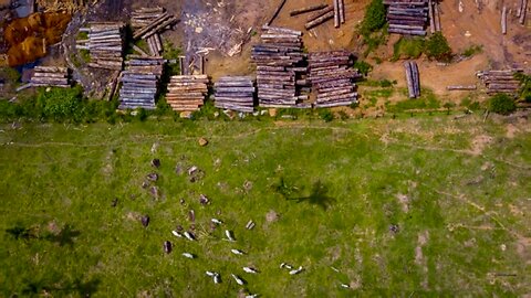 Projeto na Amazônia busca alternativas sustentáveis à pecuária