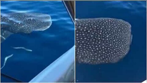 Un requin baleine curieux vient saluer des pêcheurs