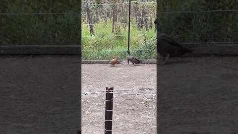 One of the Bantam Roosters has come down to the Duck pen