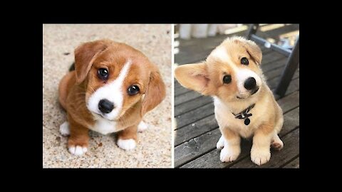 Funny and cute dog videos 2021 |Cute puppy 🐶