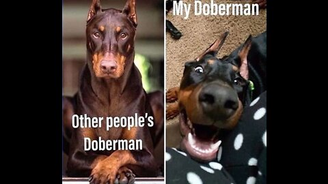 Funny doberman dog video competition