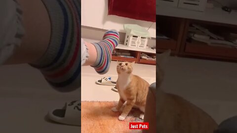 Funny Cat reacts to smelly socks 🧦 #shorts #cute #funnyanimals