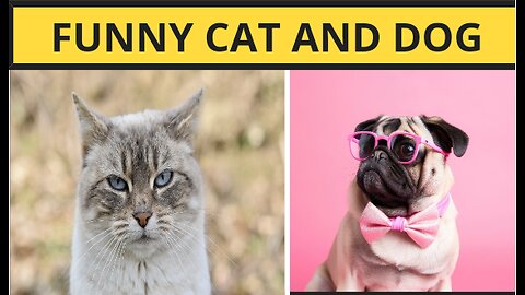 Funny cats and dog 🐶