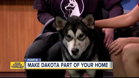 Jan. 7, 2018 Rescues in Action: Help Dakota find forever home