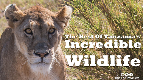 The Incredible Wildlife Of Tanzania