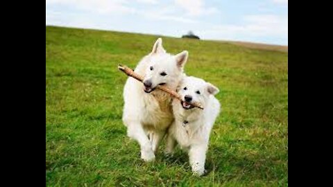 puppies are fighting to each other