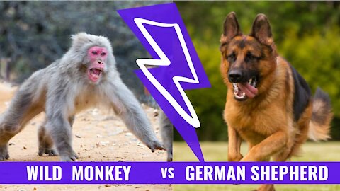 German Shepherd dog vs Monkey _ GSD protecting his home from monkey_ Doggy hub