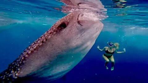 How to Love a WhaleShark with Mermaids