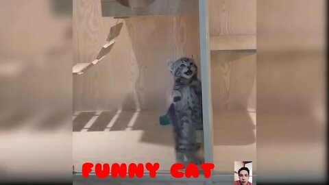 Funny cat