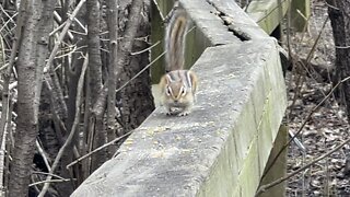 Alvin the Chipmunk bolts