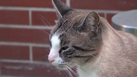 Close up of cute kitty face