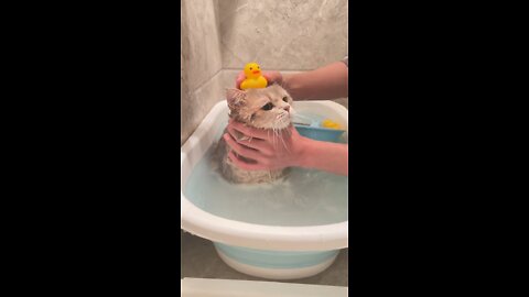 How well cats bathe