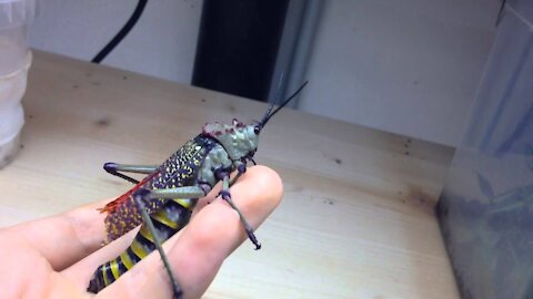 Phymateus aegrotus - Blue Bush Locust