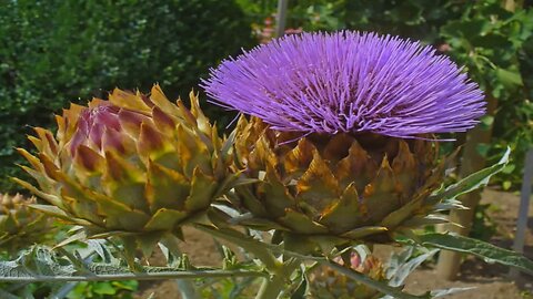 Alcachofra ( Cynara scolymus ) serve para regular os níveis de açúcar no sangue