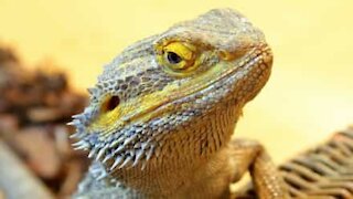 Lizard plays game on owner's phone