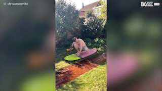 Cette famille australienne retrouve les joies du surf... sur l'herbe