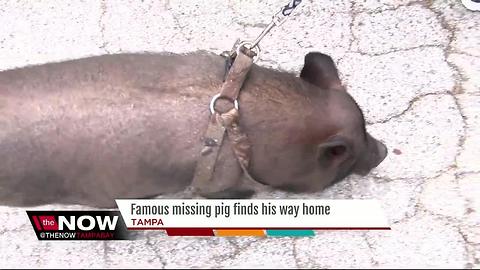 Allen, the missing pig, returns home after he got loose during break-in