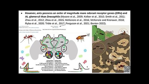 PaperStream #004.0 ~ Sparse and stereotyped encoding implicates a core glomerulus for ant alarm...