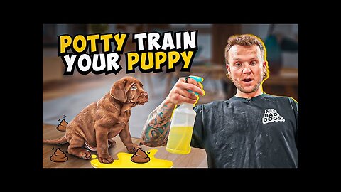 Puppy Training How To Potty Train A PUPPY In 5 Minutes