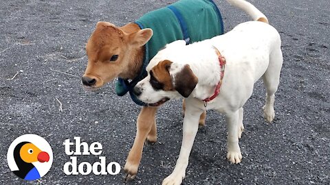 Rescued Baby Cow Starts Wrestling With A Dog Just His Size | The Dodo Little But Fierce