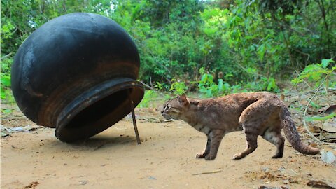 Simple Wild Cat Trap Trapping Wild Cats Traditional Using Clay Pot