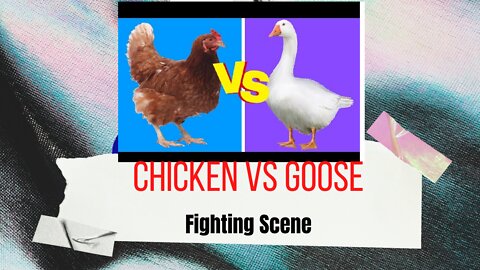 Chicken vs Goose, Fighting Scene!!!!