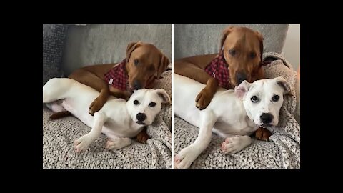 Pair of sweet doggies preciously cuddle with each other