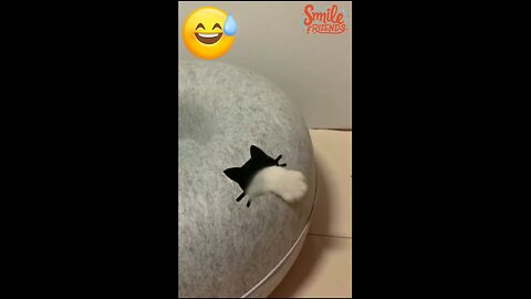 New Funny Videos 2024 😍 Funniest Cats & Dogs Videos🐶😹