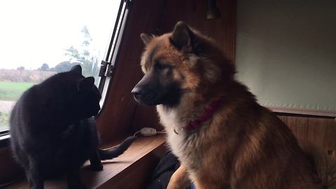 Mean Cats Will Not Befriend Curious Doggy For The World