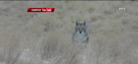 Clark County outlaws varmint hunts