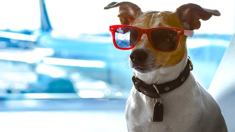 3 Animals Helping Ease Anxiety at the Airport