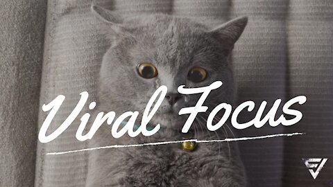 How to COMPLETELY fool your cat (satisfying only) Funniest Cat ever - Viral Focus