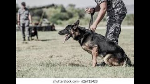 Army Soldier with dog, Training dogs of war