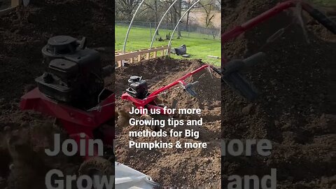 Big Pumpkin How much Space is needed #giantpumpkin #gardening #diy