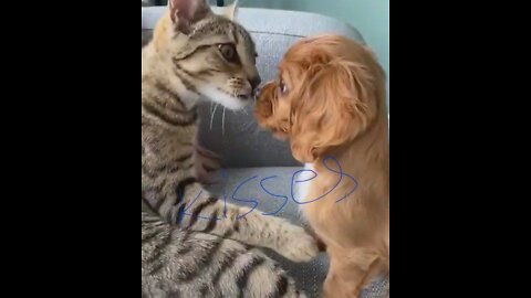 Puppy gives kisses to Kitten best friend