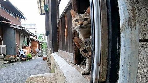 A kitten looking out from the gap in the door is too cute