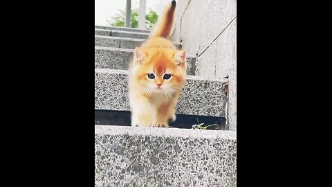 Cute cat that it explodes😍 #viral