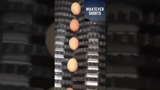 Eggs cannot be crushed inside of these crushers #shorts #eggs #crush #destroyed #crusher