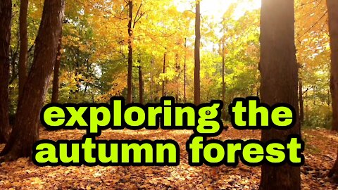 exploring the autumn forest