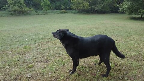 Bruce the Dog Gets Treats with Ivan the Pitbull After a Walk Around a Tennessee Farm (4K HD ASMR)