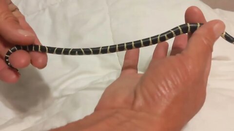 BABY California King Snake - Enters the "White Tundra" for 1st Time! (part 1)