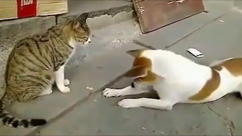 Angry Cats VS Dogs Funny Compilation 2021 videos