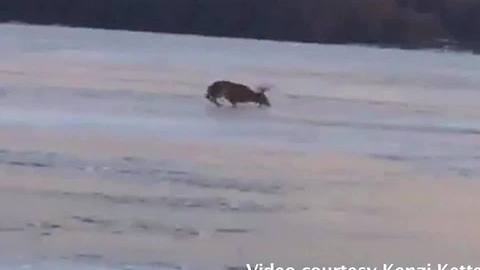 WATCH: Deer Rescued from Icy Wisconsin Lake