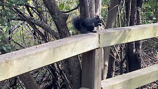 Black Squirrel James Gardens Toronto