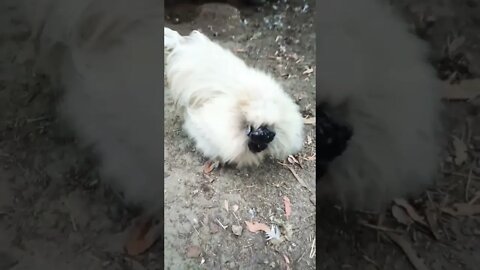 Good morning Silkie Rooster