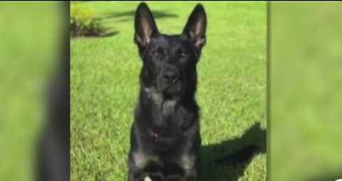 Senate passes bill that would increase punishment for injuring or killing K9s