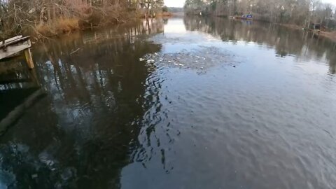 Largemouth Bass Schooling on Large school of Shad