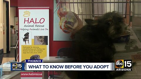 Buyer beware: What to know before adopting from any rescue