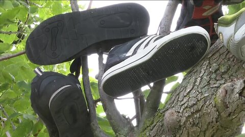 'Shoe Trees' in Orleans County are a shrine to forgotten footwear