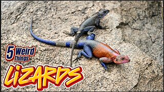 5 Weird Things - Lizards (Aliens? Shapeshifters? Bug eaters?)